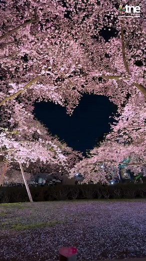 There’s something truly magical about Japan in cherry blossom season! 🇯🇵🌸 Petals dancing in the wind, streets turning pink, and that feeling of calm beauty all around you. ✨ It’s not just a trip — it’s a moment you’ll remember forever. 💕 Let’s make your Sakura dream come true this spring. DM us now! 💌 . . . . . . . #cherryblossomseason #sakura #japantravel #springinjapan #japanvacation #traveljapan #discoverjapan #tokyotravel #kyotojapan #japantrip #beautifuljapan #sakuraseason #wanderjapan