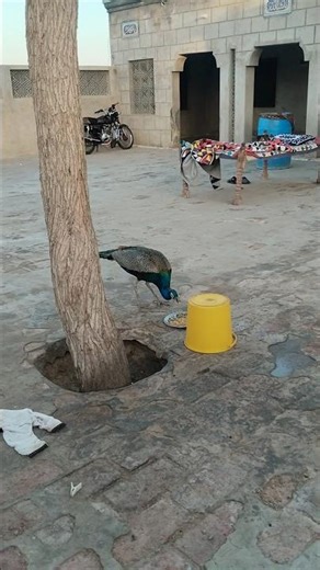 Peacock Feeding Time – Nature’s Beauty