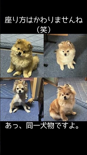 お座りのしかた❤ #可愛い #dog #犬 #ポメラニアン #ペキニーズ #pomeranian #포메라니안 #おすすめ