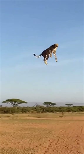 Giraffe Defends Itself Against Cheetah