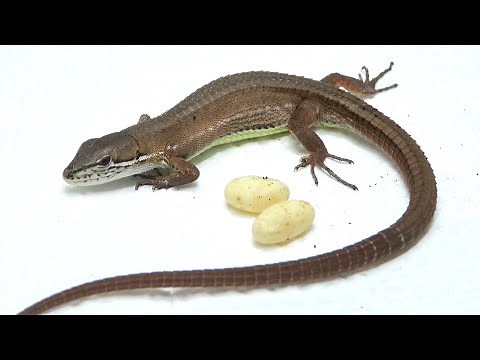 I boiled and ate my pet lizard's eggs