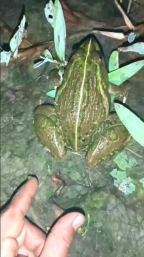 You'll LOVE This FUNNY Frog Catching Video!