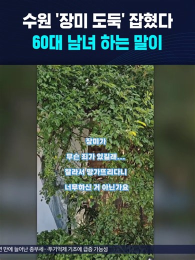 수원 '장미 도둑' 잡혔다 #수원 #행궁동 #장미 #핫플 #도둑 #가지치기 #절도 #훼손 #SBS #SBSNEWS