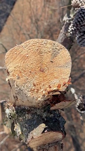 Dead pine tree removal using spider lift