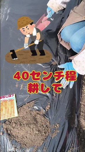 ミニごぼう 種まき #ごぼう #栽培 #ゴボウ #種まき #育て方 #収穫