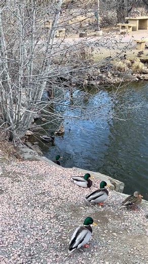 🦆☕ Only in Estes Park… Ducks Stopping by for Coffee 🏔️✨ This is one of those moments that feels perfectly Estes. A few ducks waddling around outside Coffee on the Rocks, completely unfazed by the morning crowd, the clink of coffee cups, or the mountain chill in the air. 🦆💛 They don’t rush. They don’t worry. They just show up — like they’ve done it a hundred times before. It’s a small moment, but it says everything about life here. In Estes Park, nature and town life blend so easily that wild