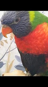 Lorikeet Parrot Talking Say Hello and Dancing