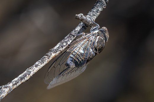 These are the types of cicadas found in New Mexico