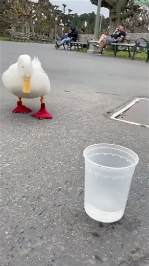 🦆 Amazing Duck Transformation 🦆 | Incredible Growth 🤯✨ | Transformation Video 🔥