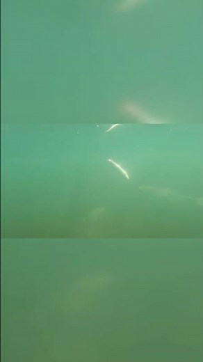 Giant Bluefish Won't Stop Attacking Our Hooked Fish!