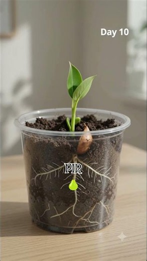 30 Days of Pear Growth in 20 Seconds 🍐 | Seed to Fruit Timelapse