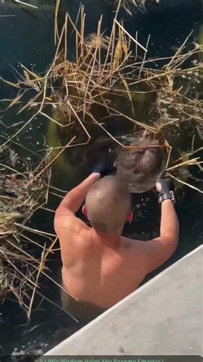 Catching Wild Soft-shelled Turtle by Hand!