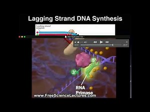 DNA Replication of the Lagging Strand: Explanation Followed by Animation