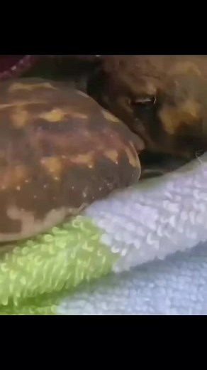 Frog Facts: Cute Baby Frogs Sleeping on This Day