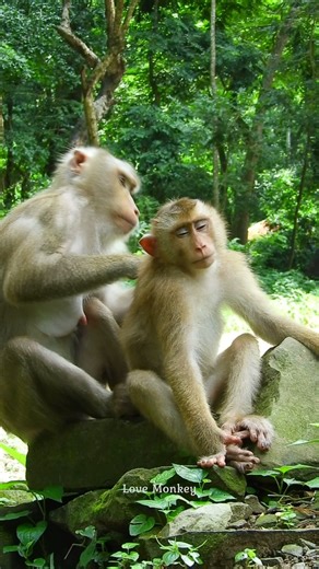 Good monkey mom and her lovely son | Love Monkey