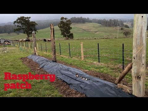 Time to get the raspberry patch in