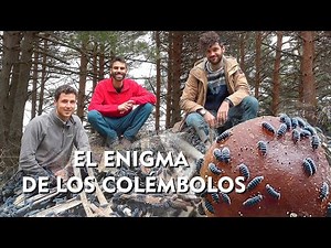 EL ENIGMA DE LOS COLÉMBOLOS 🐜