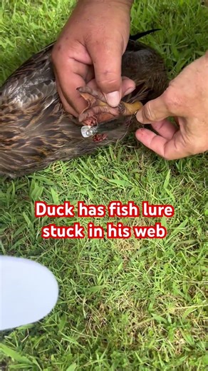 Please teach your young fisherman to clean up after. #wildlife #rehabilitation