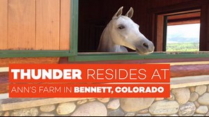 Denver Broncos Mascot Thunder in a Minute