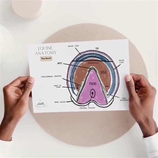 Equine Hoof Diagram and Info Pack | Horse Hoof Anatomy PDF Printable | Labelled & Unlabelled Charts, Structure, Function - Etsy Australia