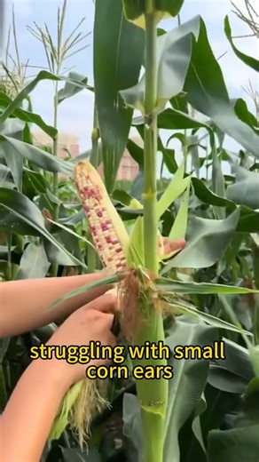 Amazing Wood Ash Tips for Healthier Plants #garden #gardening #planting #farming #agriculture | GreenSoul Farms