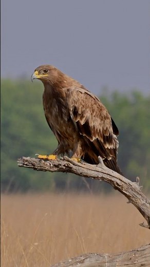 Indian Spotted Eagle in Talchhapar Sanctuary | 4K Shorts