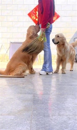 Chen Dapao: The Ultimate Confession King in Our Group