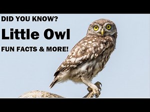 🦉 All About the Little Owl (Athene noctua) – Amazing Facts & Sounds! 🌍🎶