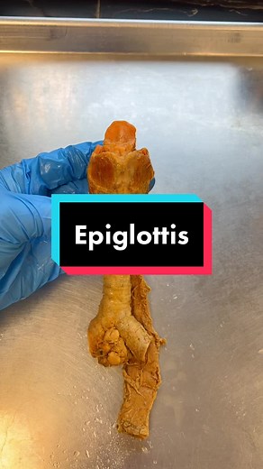 The exact mechanics of how the epiglottis closes is still not fully understood… #STEMTok #Epiglottis #Larynx #Anatomy