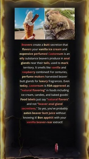 The History of Beaver-Based Flavorings