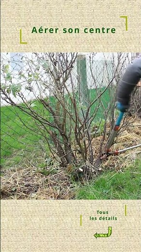 Taille des groseilliers