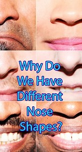 5.9K views · 55 reactions | Why Do We Have Different Nose Shapes?...