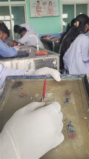 Earthworm dissection 🪱in model college