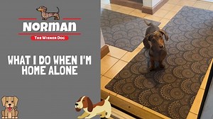277K views · 10K reactions | What I Do When I'm Home Alone 浪 | Norman The Wiener Dog | Facebook