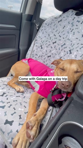 3.6K views · 87 reactions | Anniversary celebration and shelter...