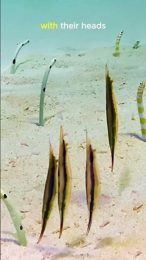 The SHOCKING Truth About Razorfish
