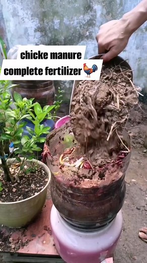 Chicken manure for vegetable garden fertilizing is excellent. As a non-synthetic organic fertilizer, this kind of manure has numerous benefits. It is a complete fertilizer that contains the macronutrients nitrogen, phosphorus, and potassium, as well as important micronutrients such as calcium needed for healthy plant #chicken #organicfertilizer #fypシ #fypシ゚viralシ #viralvideoシ #GardeningTips #gardening #sustainableliving #fblifestyle #farmlife #holidayseason #spookyseason #trendingnow #agricultur