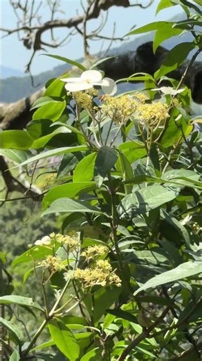 華八仙（學名：Hydrangea chinensis），屬於繡球花科繡球屬。