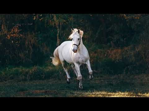 Căpitane de județ – Cântec popular românesc | Glasul Satului