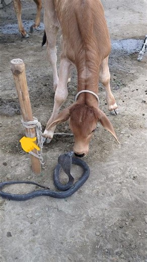 Kali k Pas Nag Raj 😱