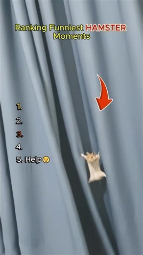 Ranking The FUNNIEST Hamster Moments 🐹 (Cuteness Overload)