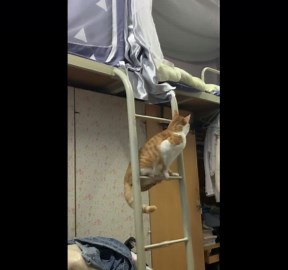 Cat Climb So Hard to the Top Bunk