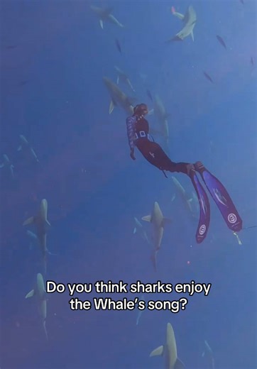 Experiencing Sharks and Humpback Whales in Hawaii