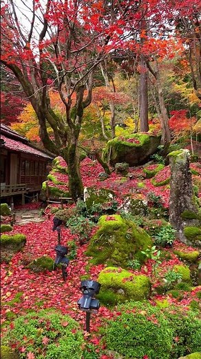 The Beauty of Japanese Autumn - Momiji