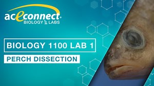 Biology 1100 Lab 1 || Perch Dissection