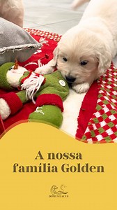 🤎🐾 A nossa família Golden 🤎🐾 Nesta época, a Domus Lacus enche se ainda mais de vida com os nossos Goldens que nasceram e cresceram aqui desde o primeiro dia. Cada brincadeira, cada corrida e cada momento juntos mostram o verdadeiro significado de família. Mais do que cães, são parte da nossa história, do nosso dia a dia e da nossa essência. | Domus Lacus