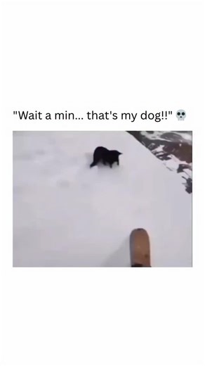 @bruce.cashy on Instagram: "Taking pets to snowy high-altitude regions carries significant risks, especially for breeds not adapted to extreme cold. Freezing temperatures can quickly lead to hypothermia and frostbite, while the snow often conceals sharp debris or slippery surfaces that can injure their paws. Additionally, toxic de-icing salts pose a serious health hazard if licked off their fur. Unfamiliar terrain also increases the chances of pets getting lost, encountering wildlife, or struggl