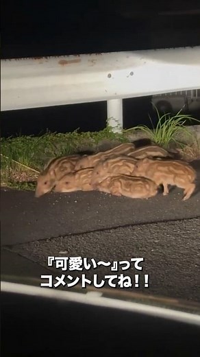 色んなかわいい動物の赤ちゃん#動物 #癒し #癒し動画 #うさぎ #かわいい #雑学