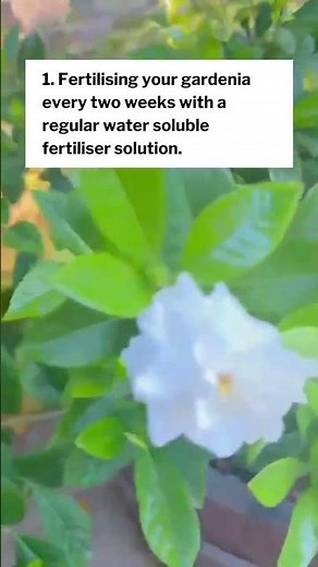 3 tips to make Gardenia bloom