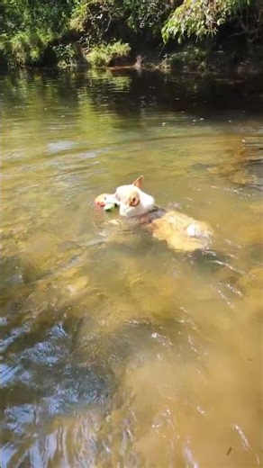 Rating my Corgi's swimming form: 10/10 🏆